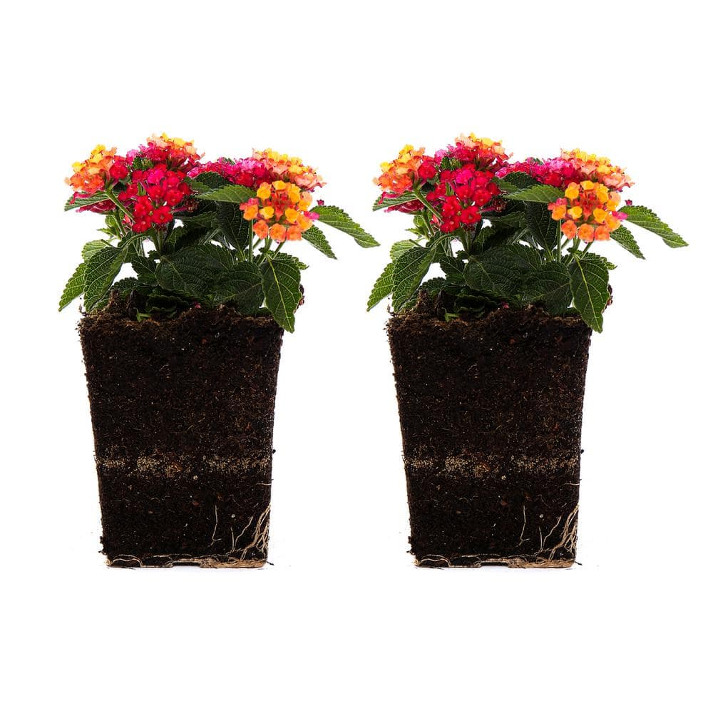 1 Qt. Pink Lantana Plant (2-Pack) - Hercitys