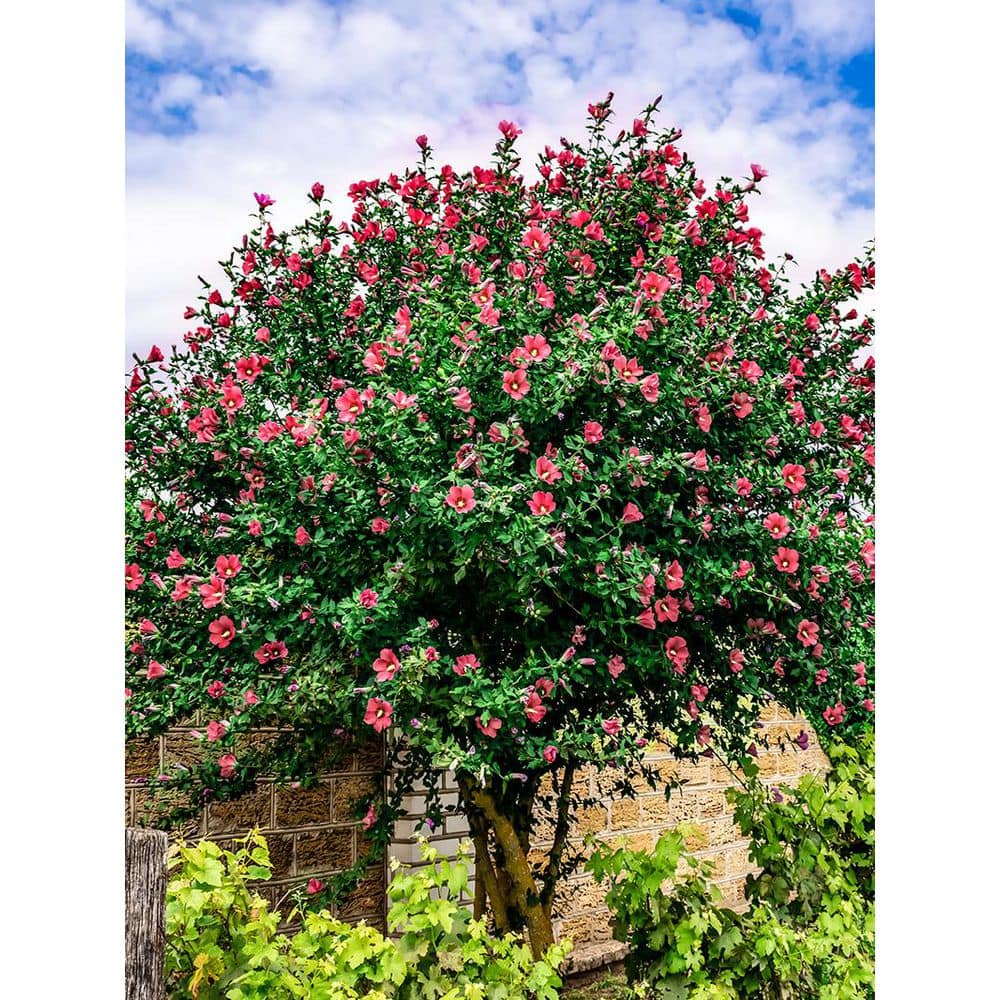5 gal. Red Althea, Rose of Sharon, Deciduous, Tree Form - Hercitys