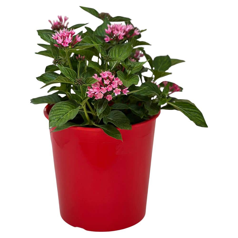 1.5 Gal. Penta Plant Apple Blossom Flower in 8.25 in. Grower’s Pot - Hercitys