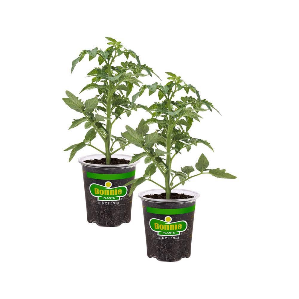 19 oz. Red Beefsteak Heirloom Tomato Plant (2-Pack) - Hercitys