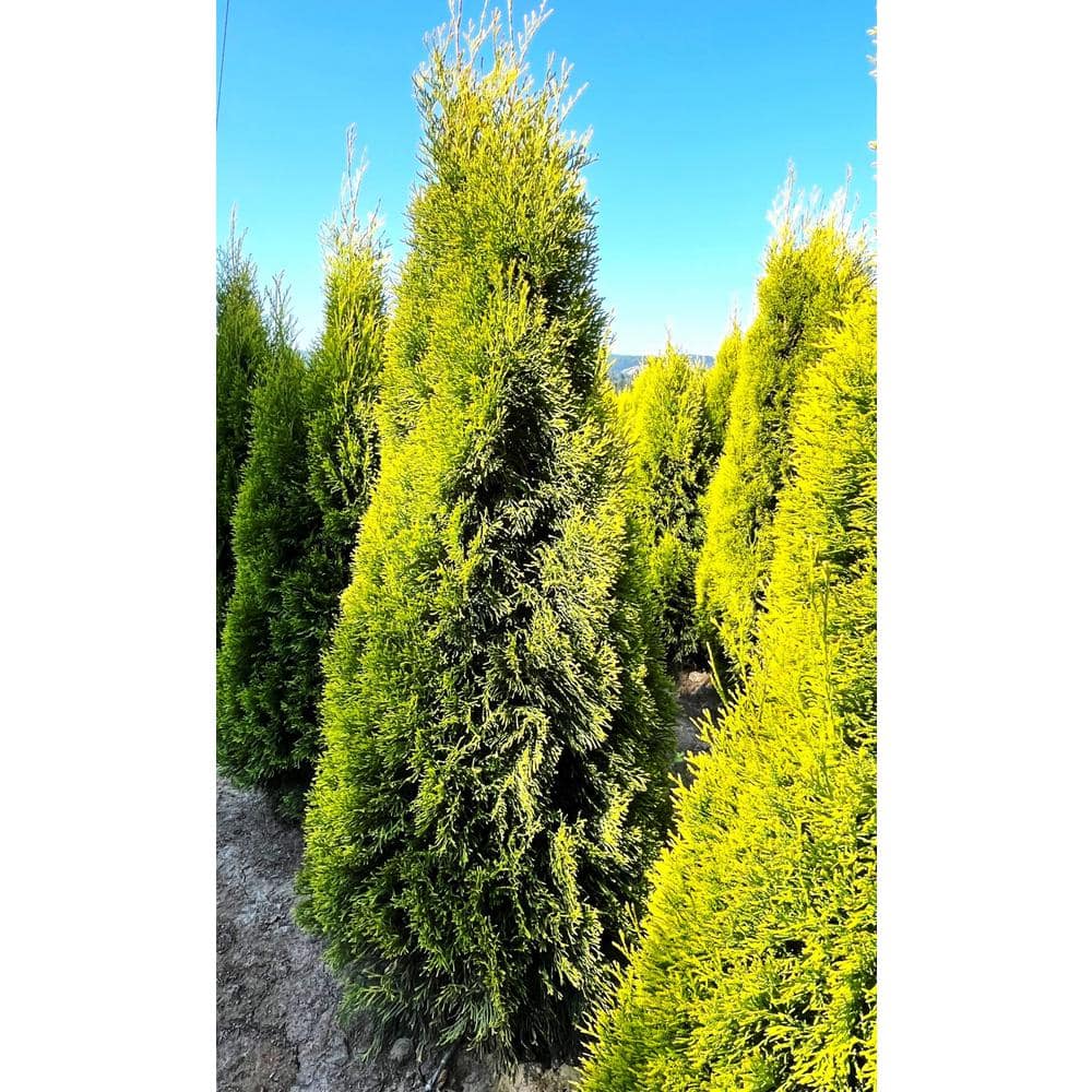 2.5 Qt. Janed Gold Arborvitae Evergreen Shrub With Bright Yellow Foliage (1 each #1 Pot) - Hercitys