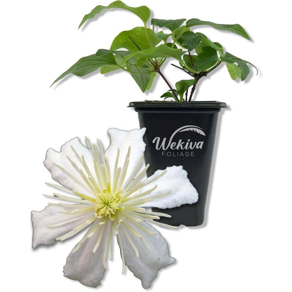 Clematis Fargesioides Summer Snow-Live Starter Plant in a 2 Inch Growers Pot-Starter Plants Ready for The Garden - Hercitys