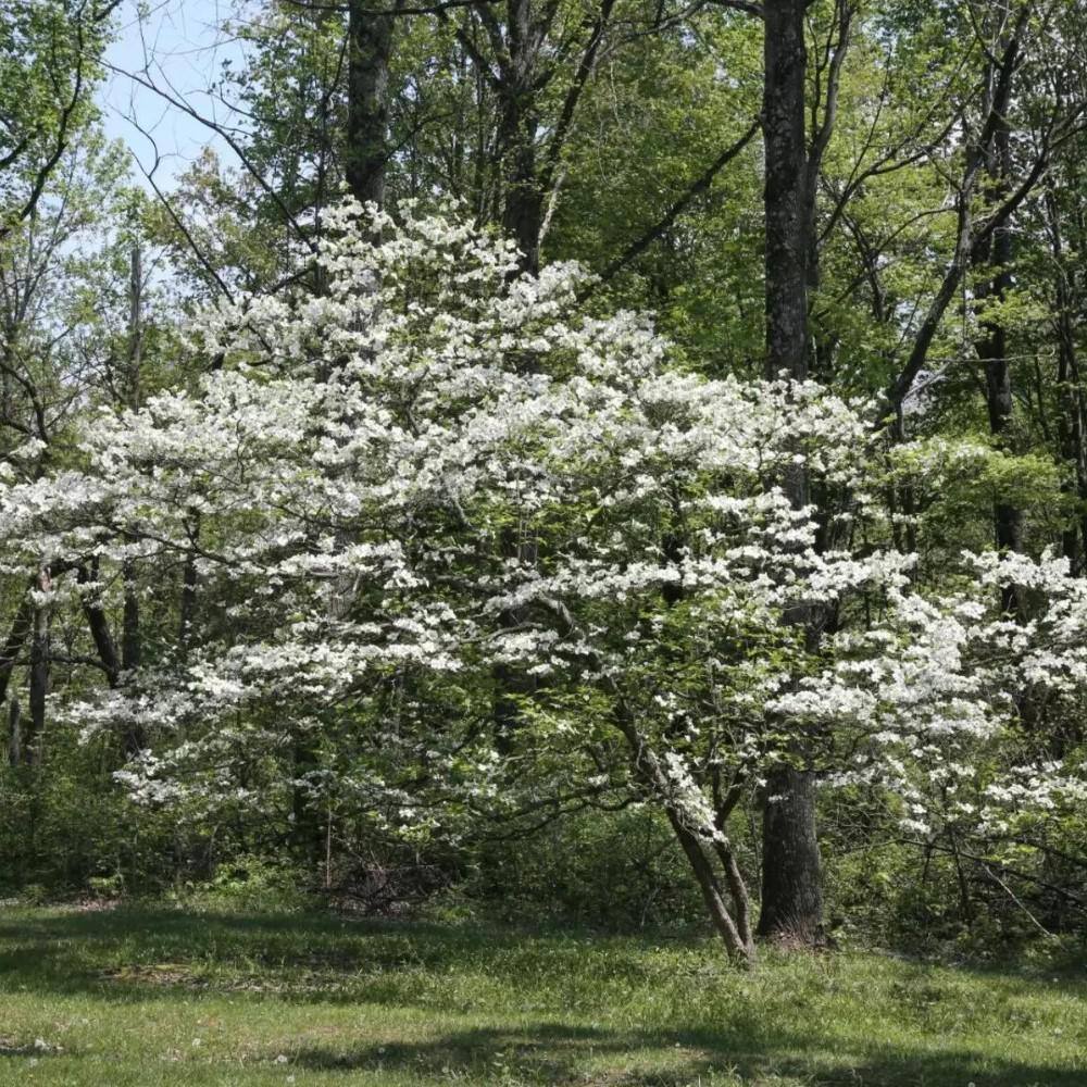 7 Gal. Appalachian Spring Dogwood Flowering Deciduous Tree with White Flowers - Hercitys