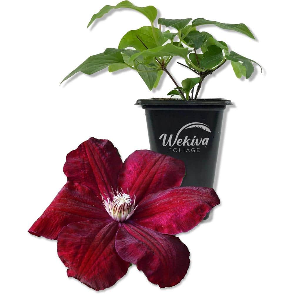 Clematis Rouge Cardinal-Live Starter Plant in a 2 Inch Growers Pot-Starter Plants Ready for The Garden - Hercitys
