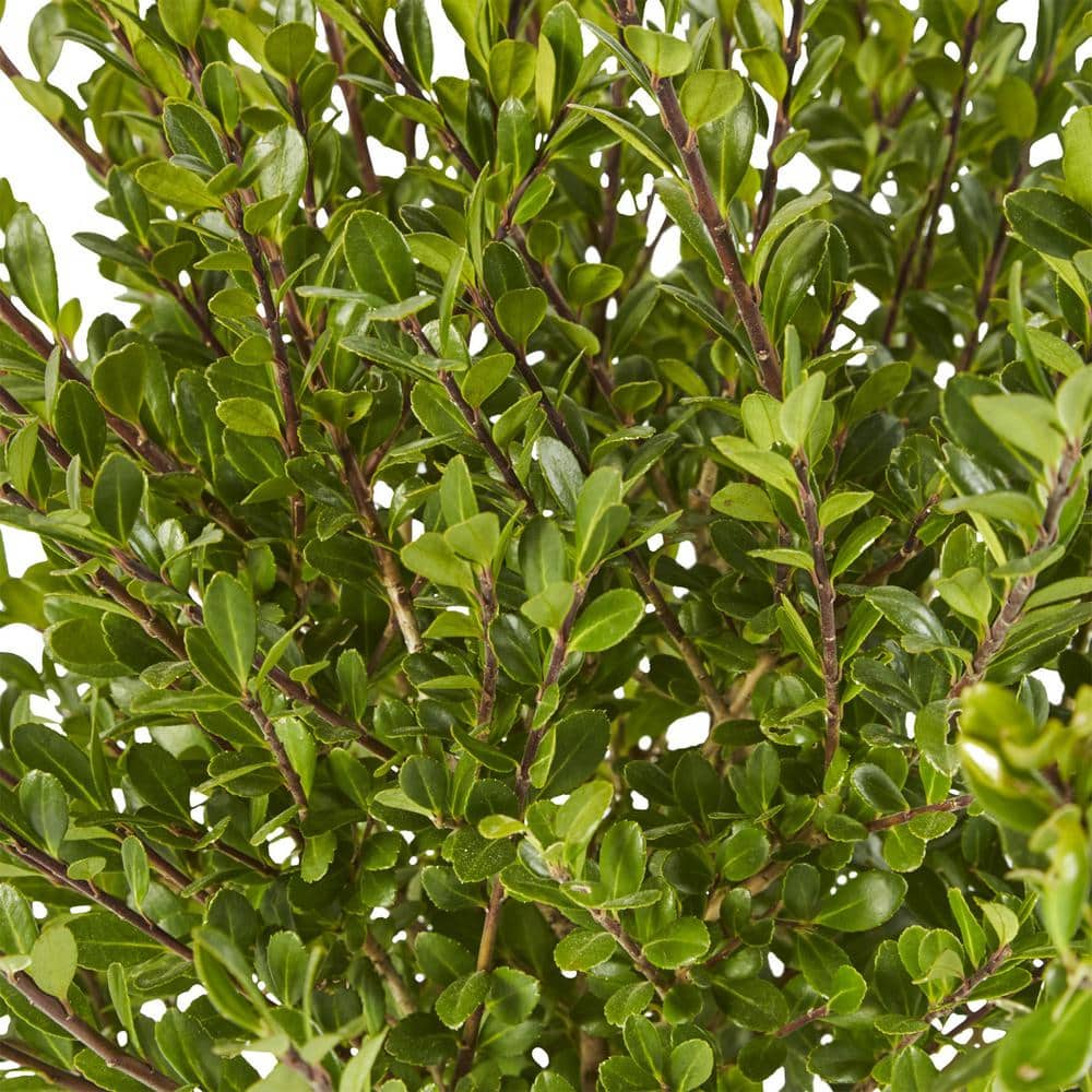 7 Gal. Steeds Upright Japanese Holly Shrub with Dark Green Foliage - Hercitys