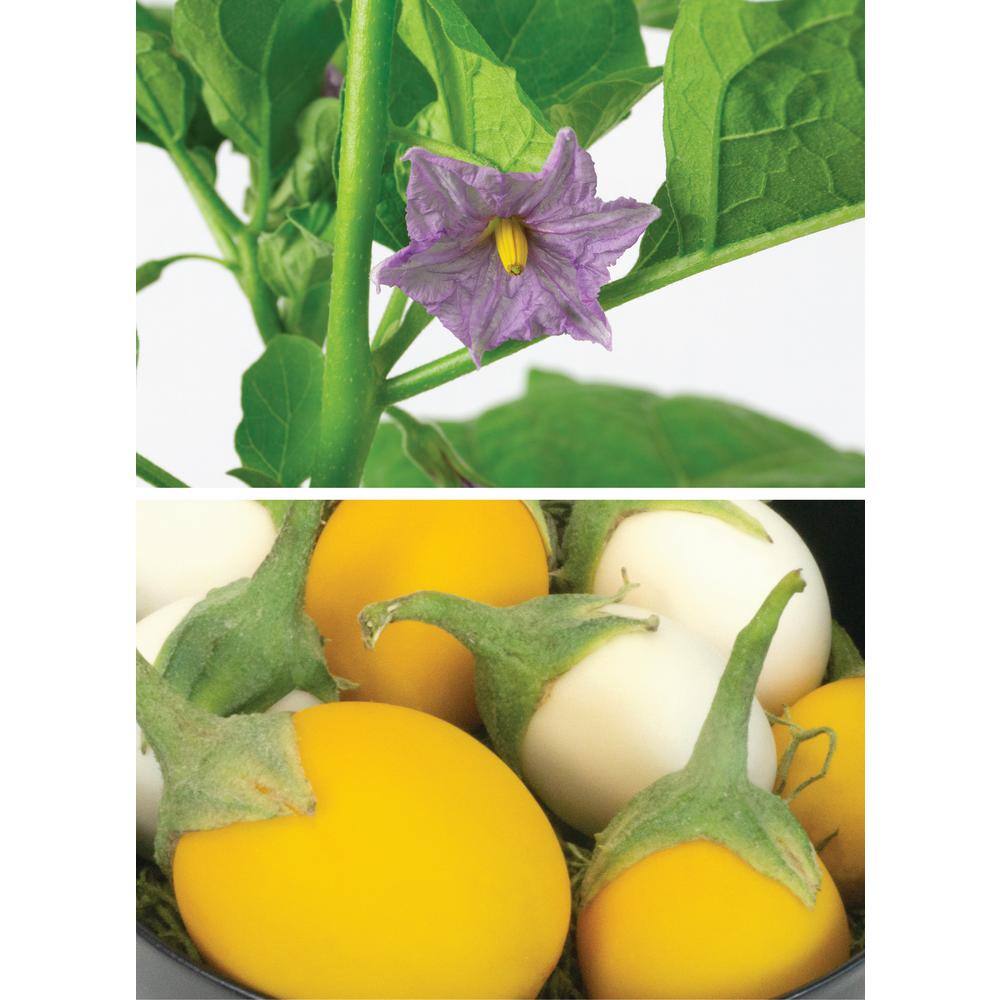 Wonder Egg Seeds (1-Packet) - Hercitys