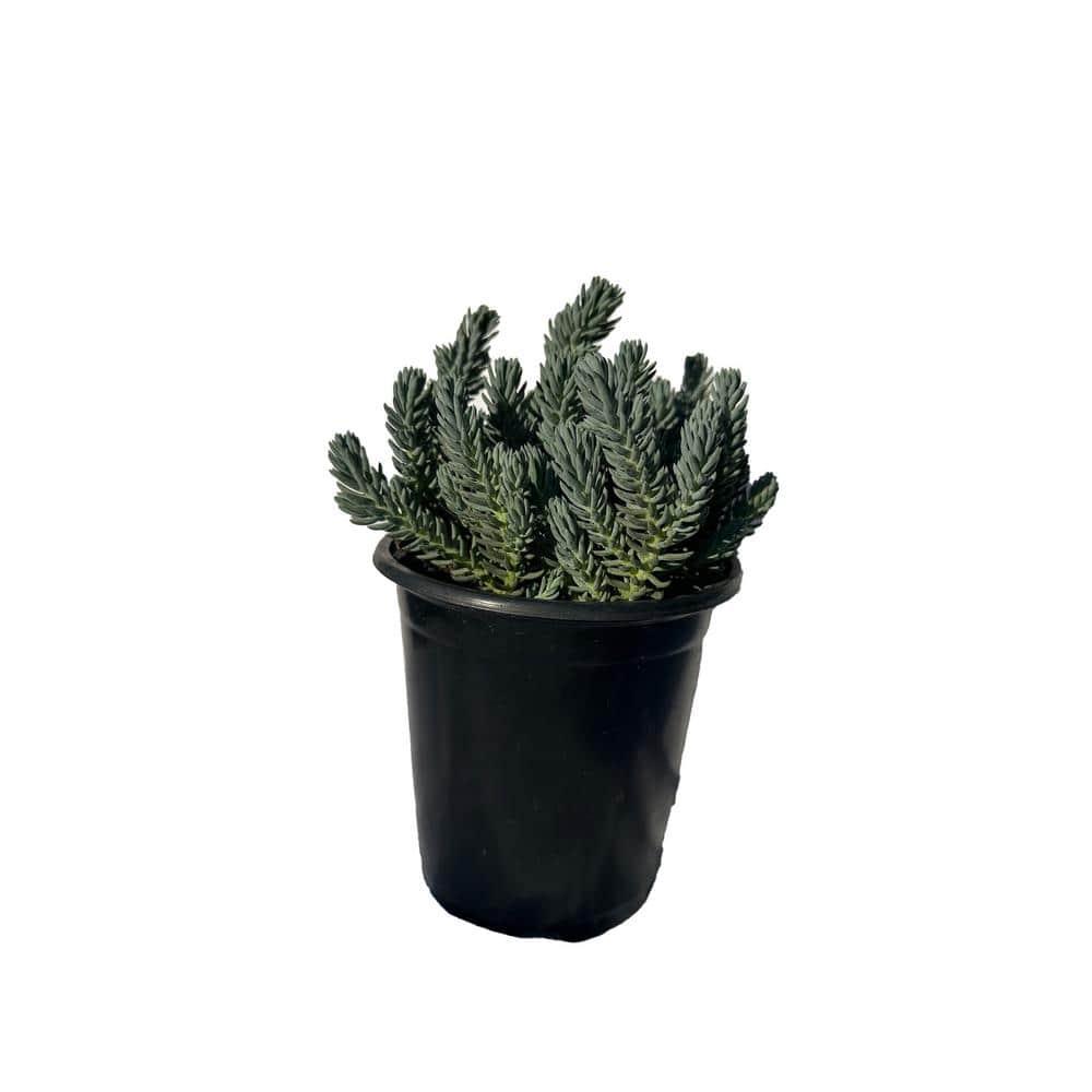 Blue Spruce Stonecrop Plants in Separate in Pots (5-Pack) - Hercitys