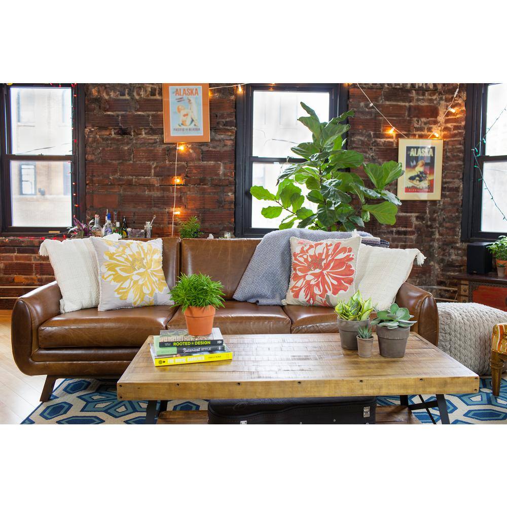 Wild Interiors Happy Bean Succulent in a Terra Cotta Pot - Hercitys