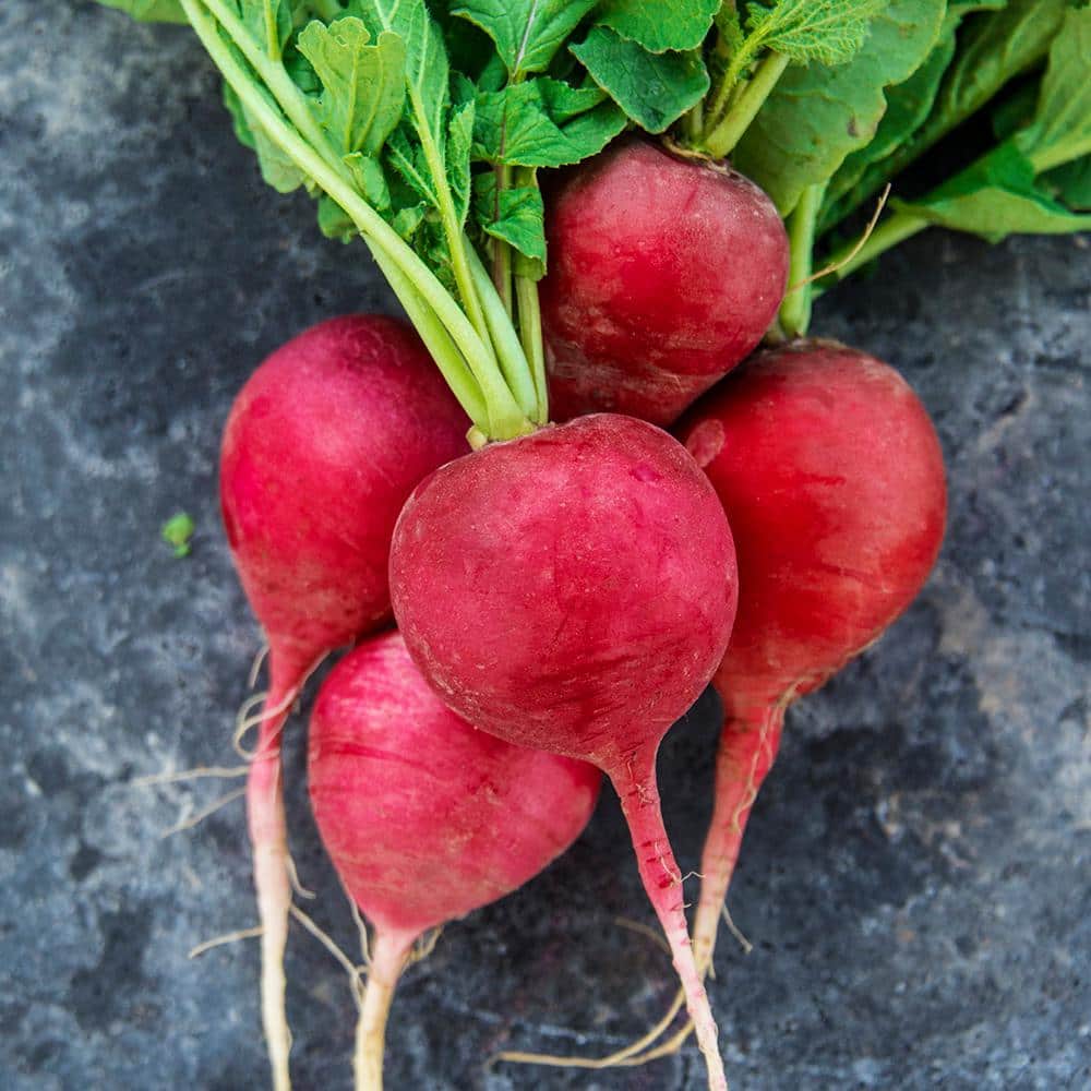 Radish German Giant Parat Seed Tape, Includes 2 Seed Tapes Each 7.50 ft. L - Hercitys