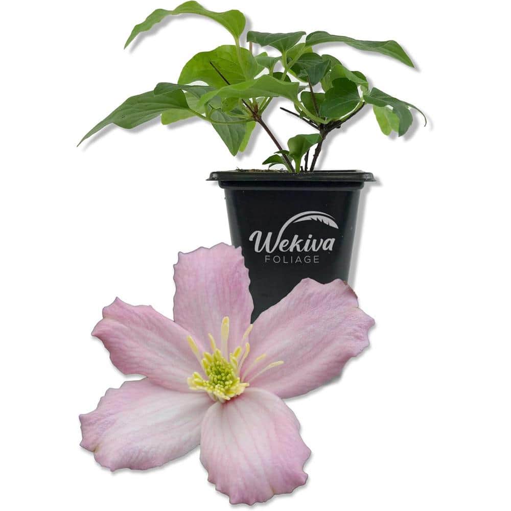 Clematis Montana Elizabeth-Live Starter Plant in a 2 Inch Growers Pot-Starter Plants Ready for The Garden - Hercitys