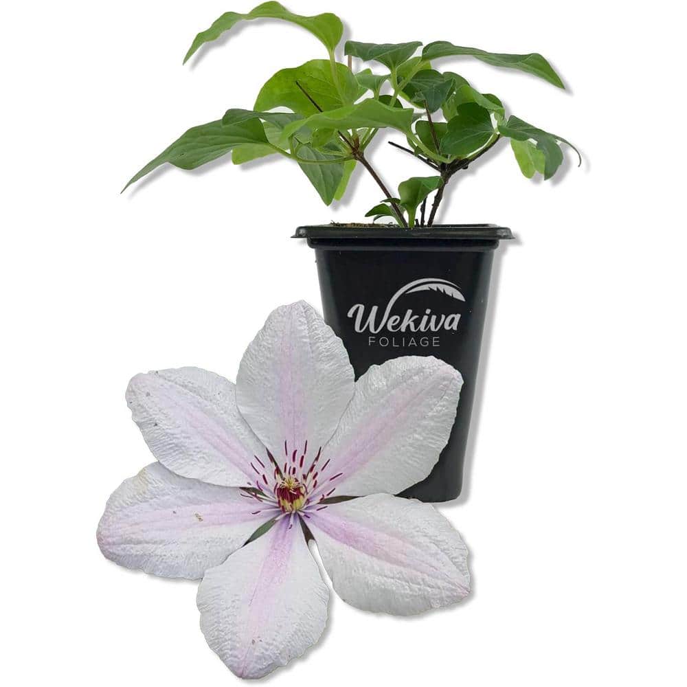 Clematis John Paul II-Live Starter Plant in a 2 Inch Pot-Starter Plants-Beautiful White and Pink Flowering Vine - Hercitys