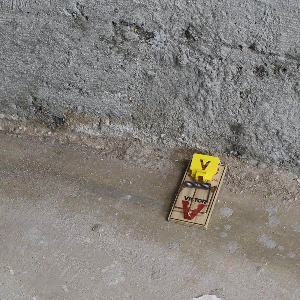 Easy Set Mouse Trap (72-Pack) - Hercitys