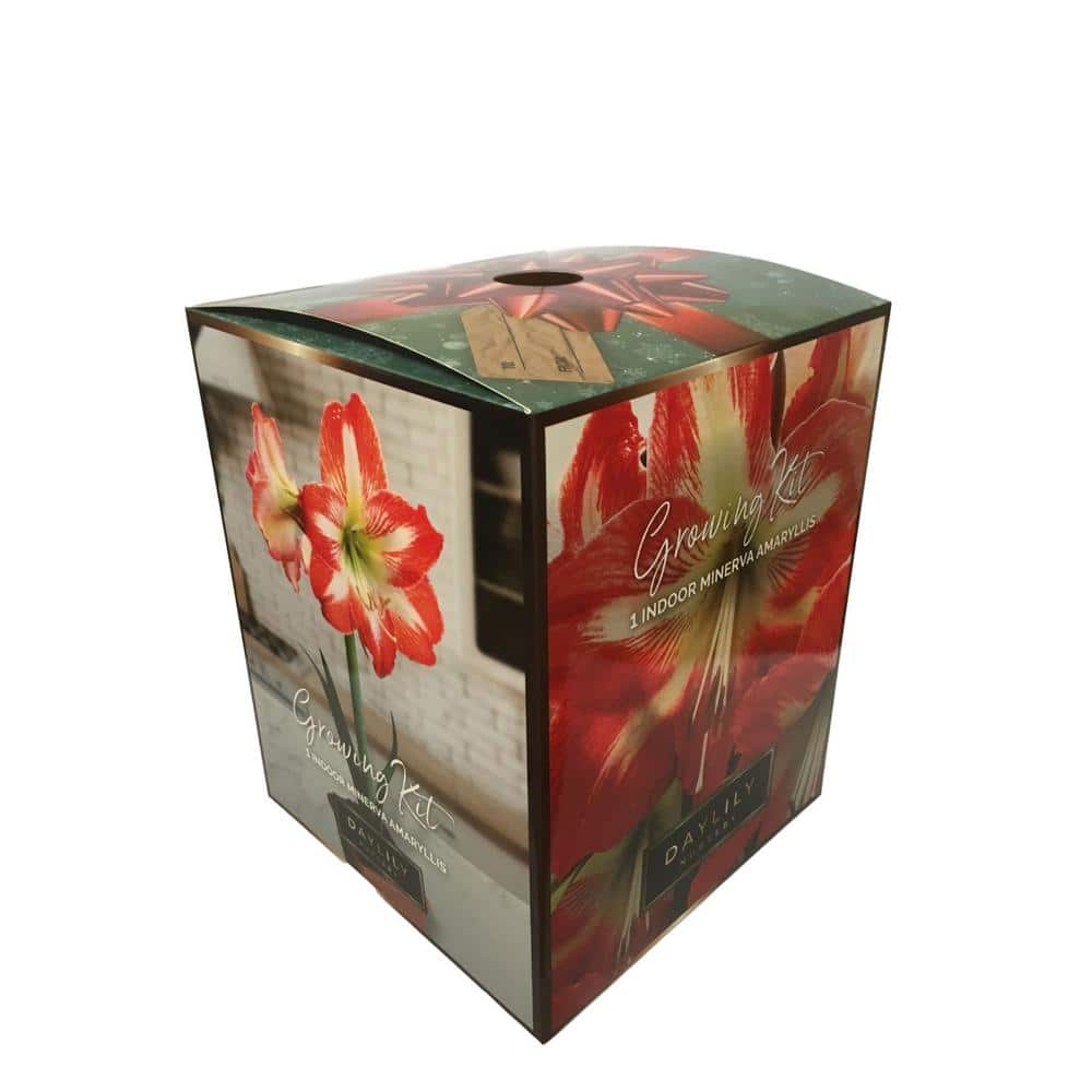 Minerva Amaryllis Planting Box Kit - Hercitys