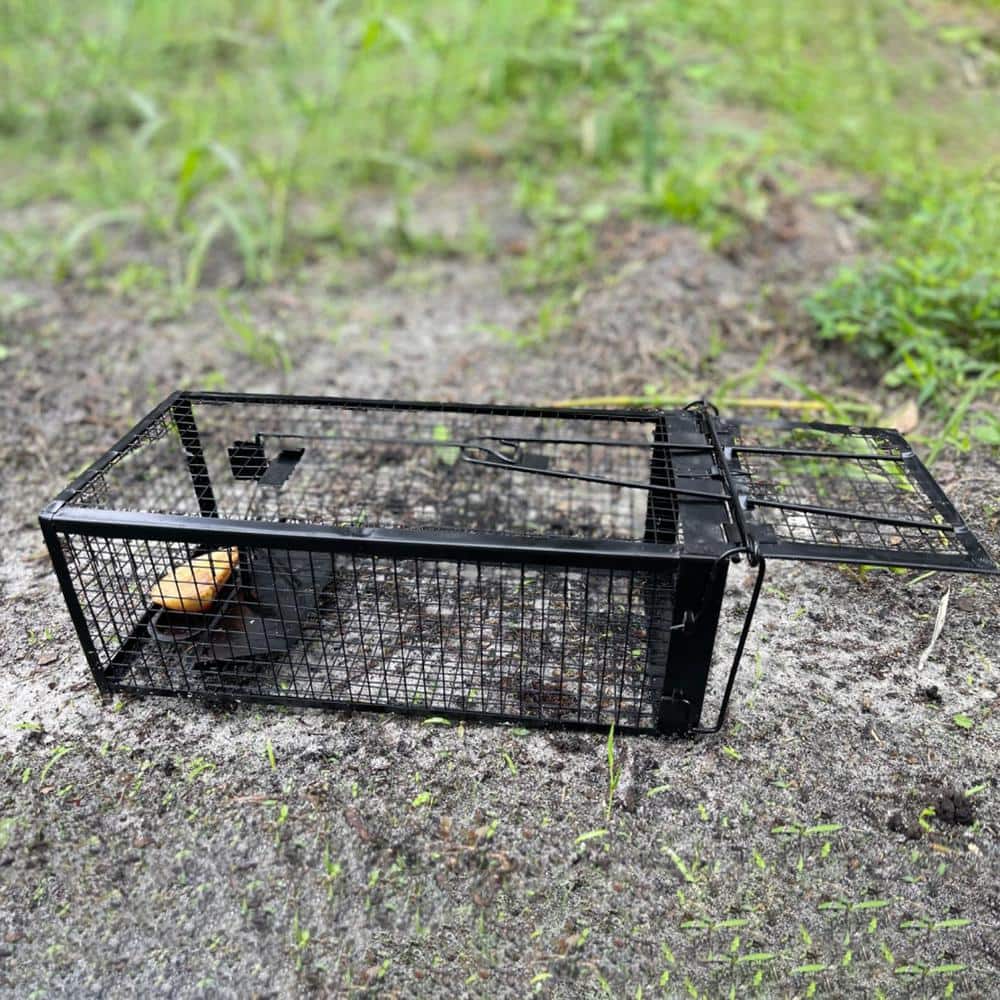 Black Humane Live Rat Trap Cage Mouse Vole Chipmunk Trap Cage Control Bait Catch for Small Animals (2-Pack) - Hercitys