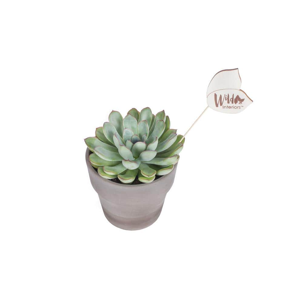 Shop Home Decor & Furniture/Home Decor/Indoor Plants/Succulents & Cactus - Hercitys