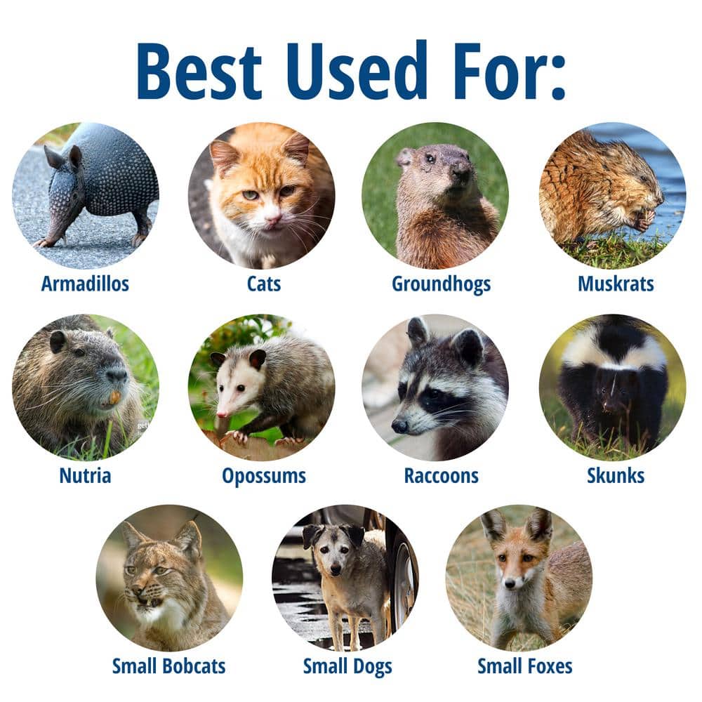 Large 2-Door Professional Humane Catch-and-Release Live Animal Cage Trap for Raccoon, Opossum, Groundhog, and Armadillo - Hercitys