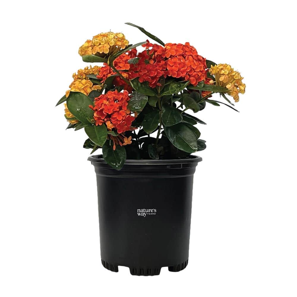 Ixora Maui Duo Live Outdoor Plant in Growers Pot Avg Shipping Height 1 ft. to 2 ft. Tall - Hercitys