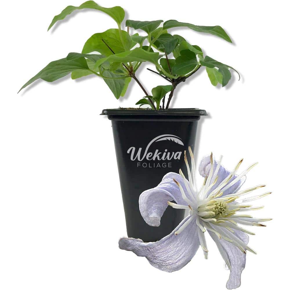 Clematis Heracleifolia Mrs Robert Brydon-Live Starter Plant in a 2 Inch Growers Pot-Starter Plants for The Garden - Hercitys
