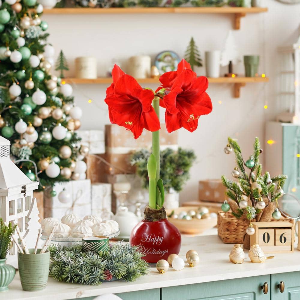 Red Waxed Amaryllis Bulb Happy Holidays with Red Flowers - Hercitys