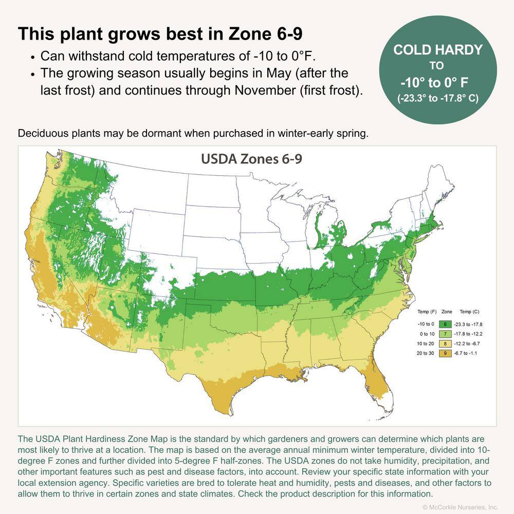 Azalea Encore Autumn Lily 3 Gal. Shrub with White with Occassional Purple Stripes Reblooming Flowers - Hercitys