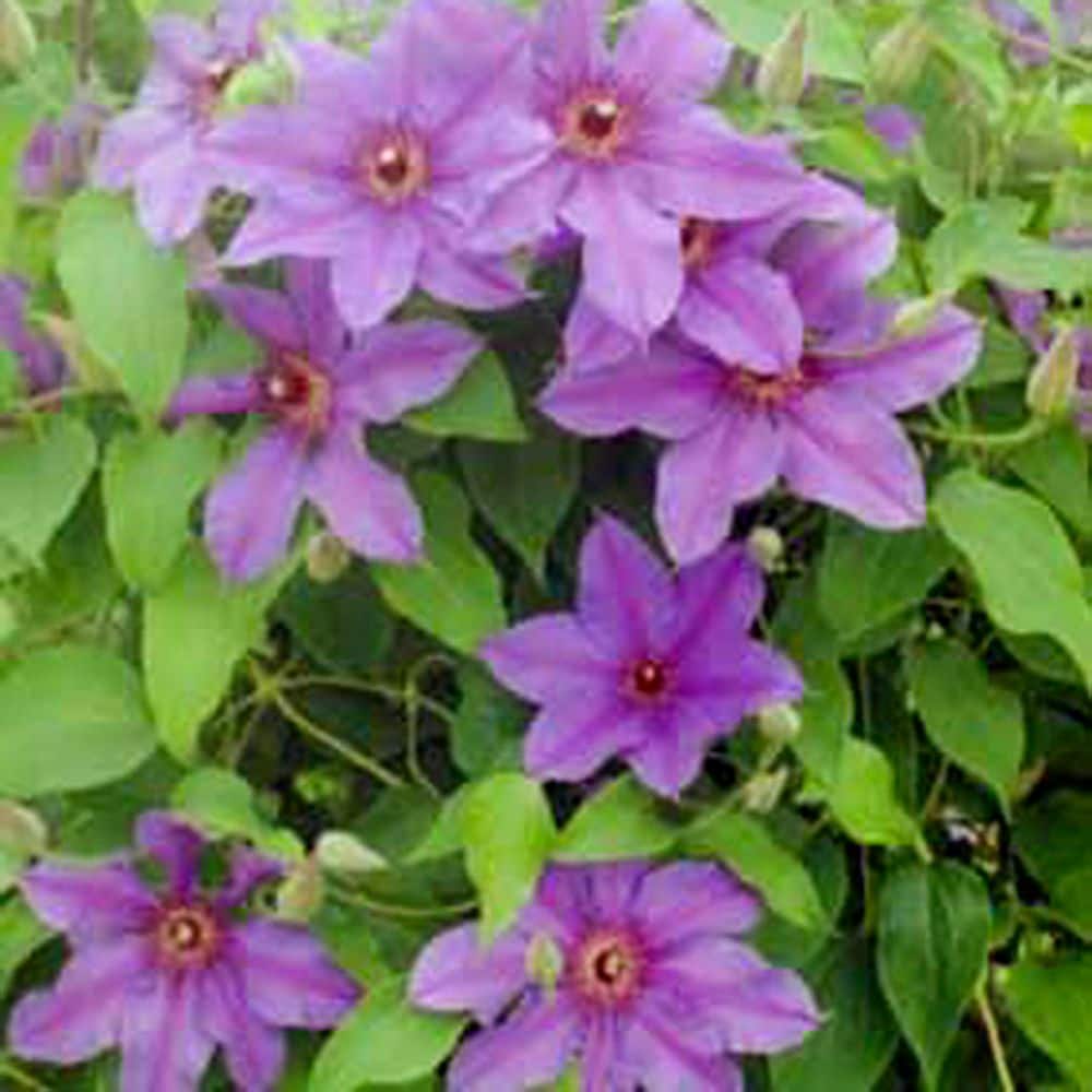 Ilka Purple Flowering Clematis Vine Bare Root Perennial Starter Plant (1-Pack) - Hercitys
