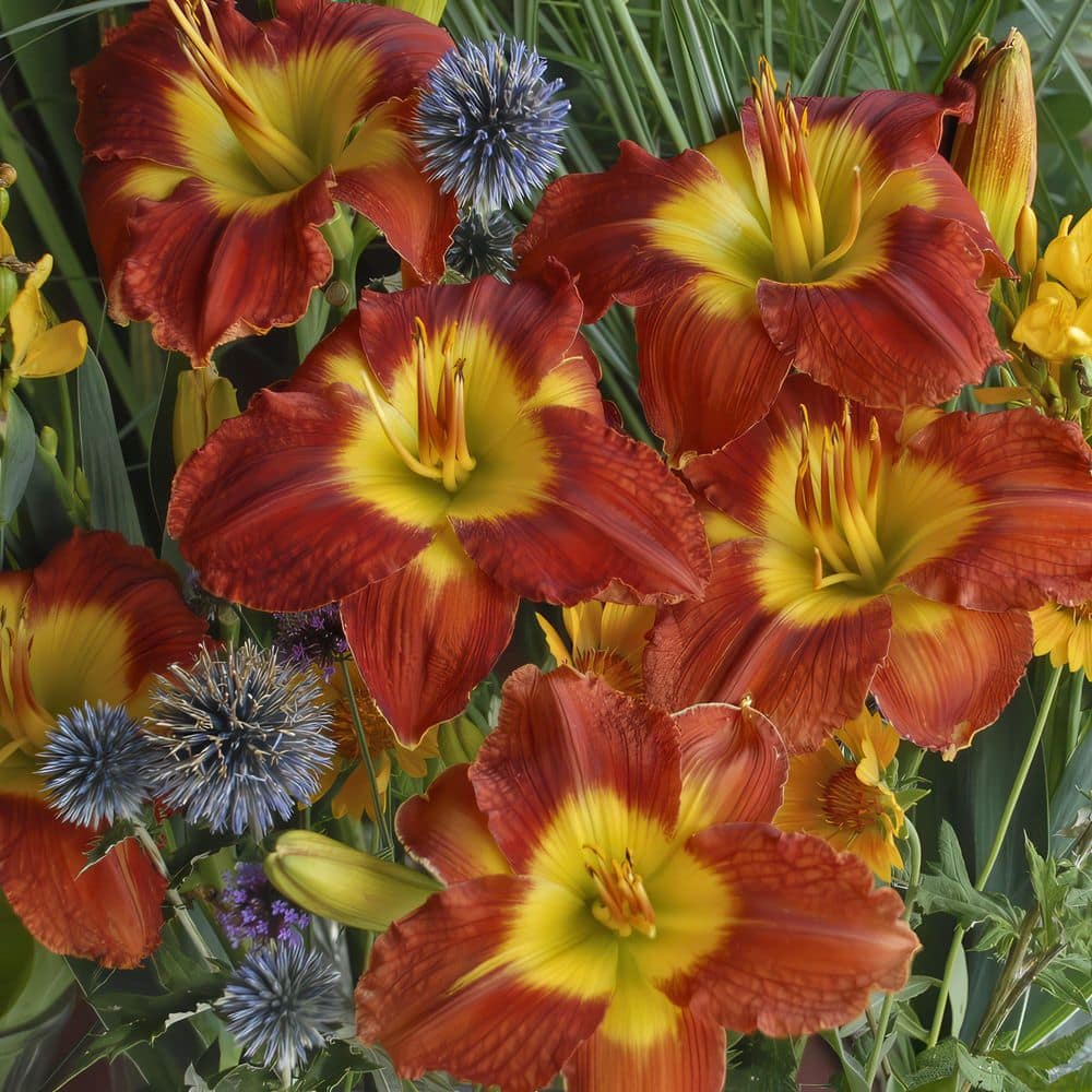 Bare Root Daylily Passion for Red (3-Pack) - Hercitys