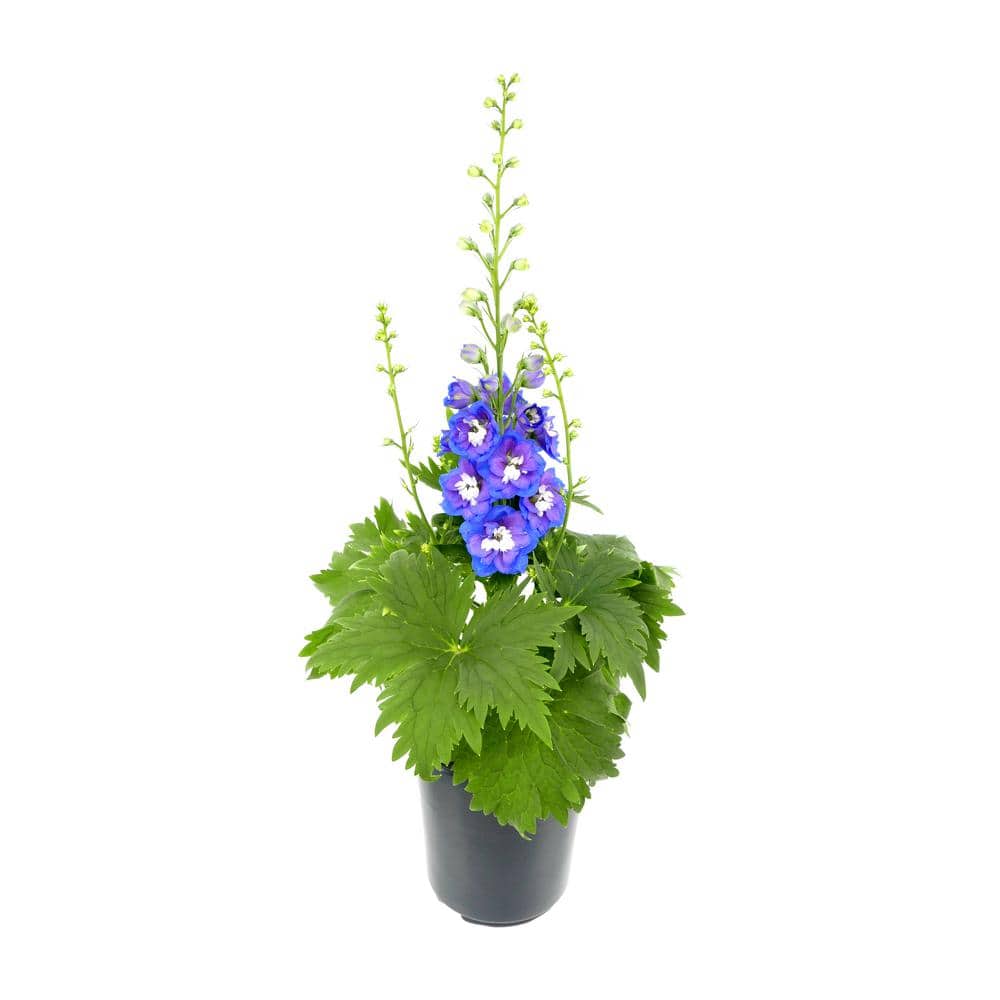 Perennial Delphinium Blue 2.5 qt. - Hercitys