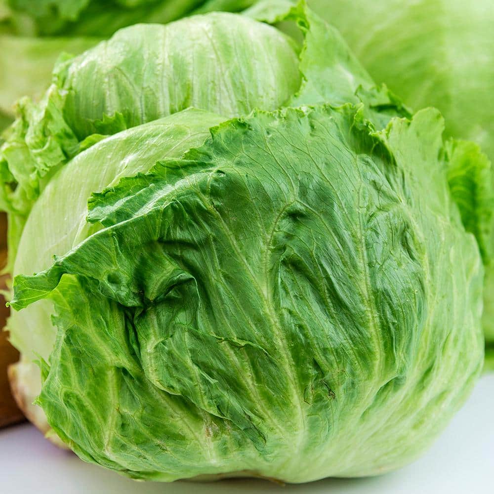 Ithaca Head Lettuce Seed Tape, Includes 2 Seed Tapes Each 7.50 ft. L - Hercitys