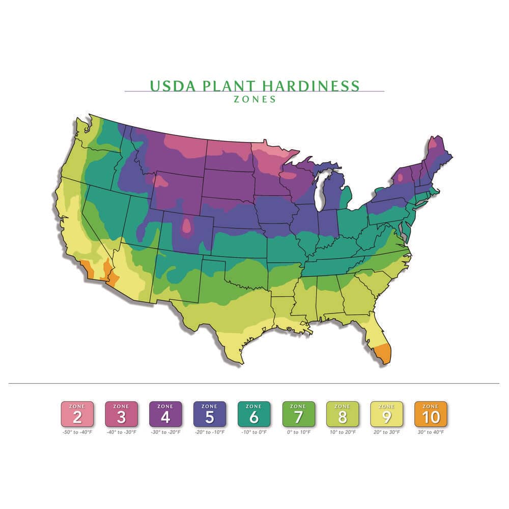 7 Gal. Diana Rose of Sharon (Hibiscus Syriacus) Live Flowering Tree Shrub with Large Pure White Flowers (1-Pack) - Hercitys