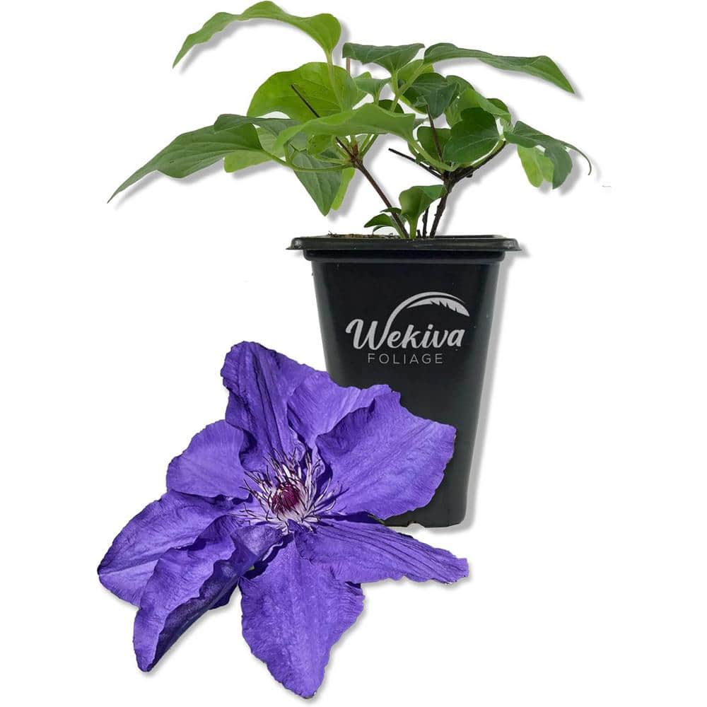 Clematis Lindsay-Live Starter Plant in a 2 Inch Growers Pot-Starter Plants Ready for The Garden-Rare Clematis - Hercitys