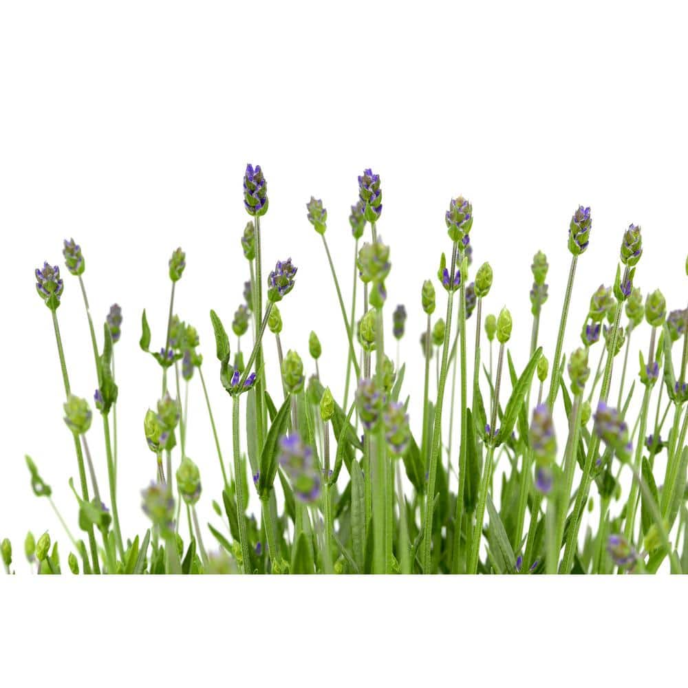 Perennial Lavender a. Blue 1.5 Gal. – (1-Pack) - Hercitys