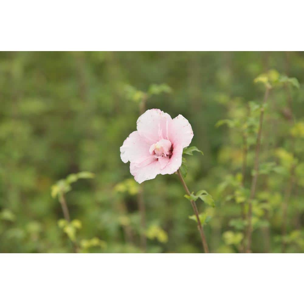 7 Gal. Diana Rose of Sharon (Hibiscus Syriacus) Live Flowering Tree Shrub with Large Pure White Flowers (1-Pack) - Hercitys
