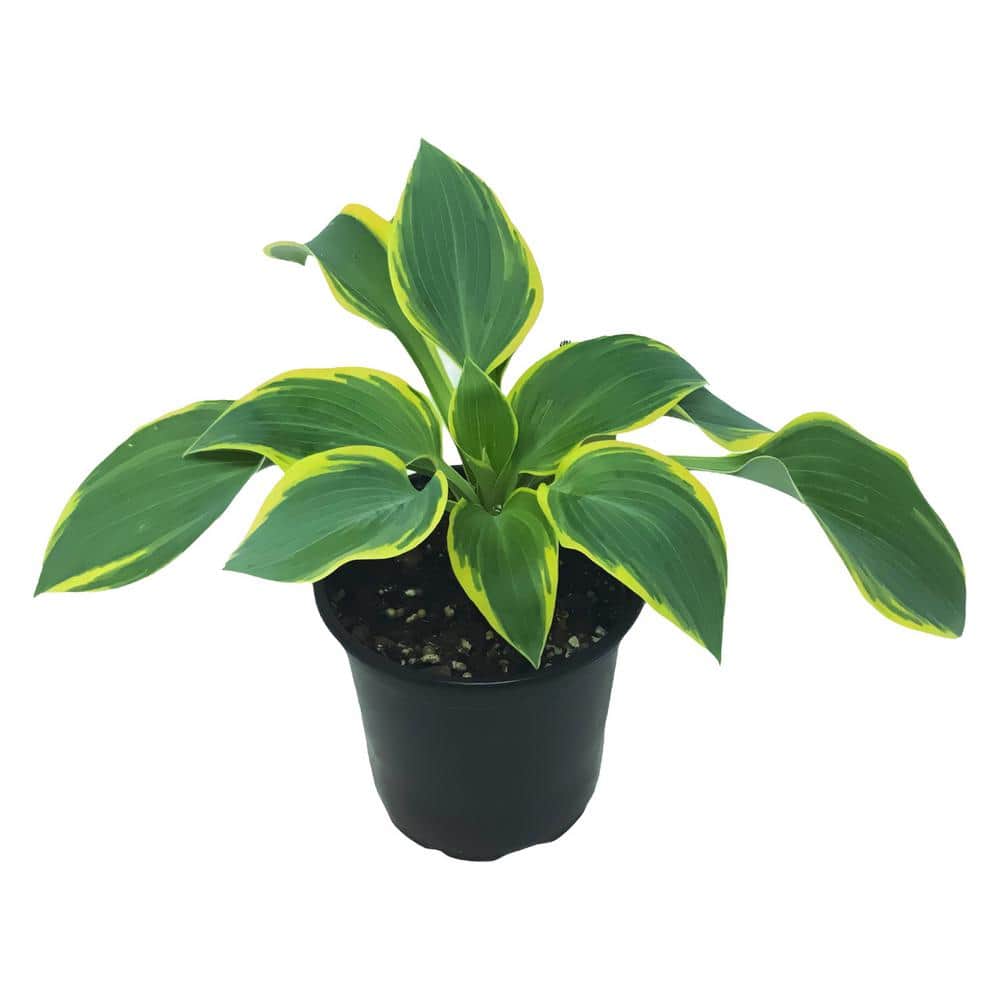 Perennial Hosta First Frost 2.5 Qt. – 2-Pack - Hercitys