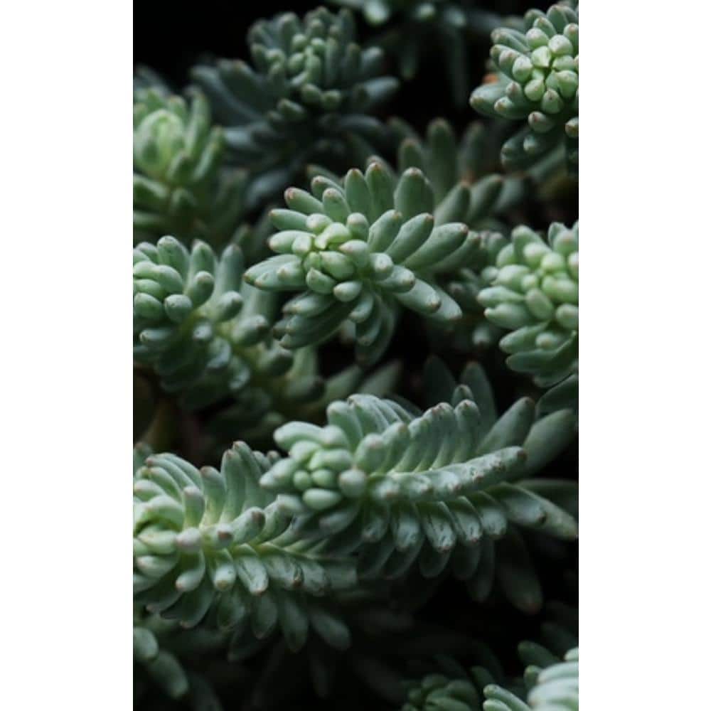 Blue Spruce Stonecrop Plants in Separate in Pots (3-Pack) - Hercitys