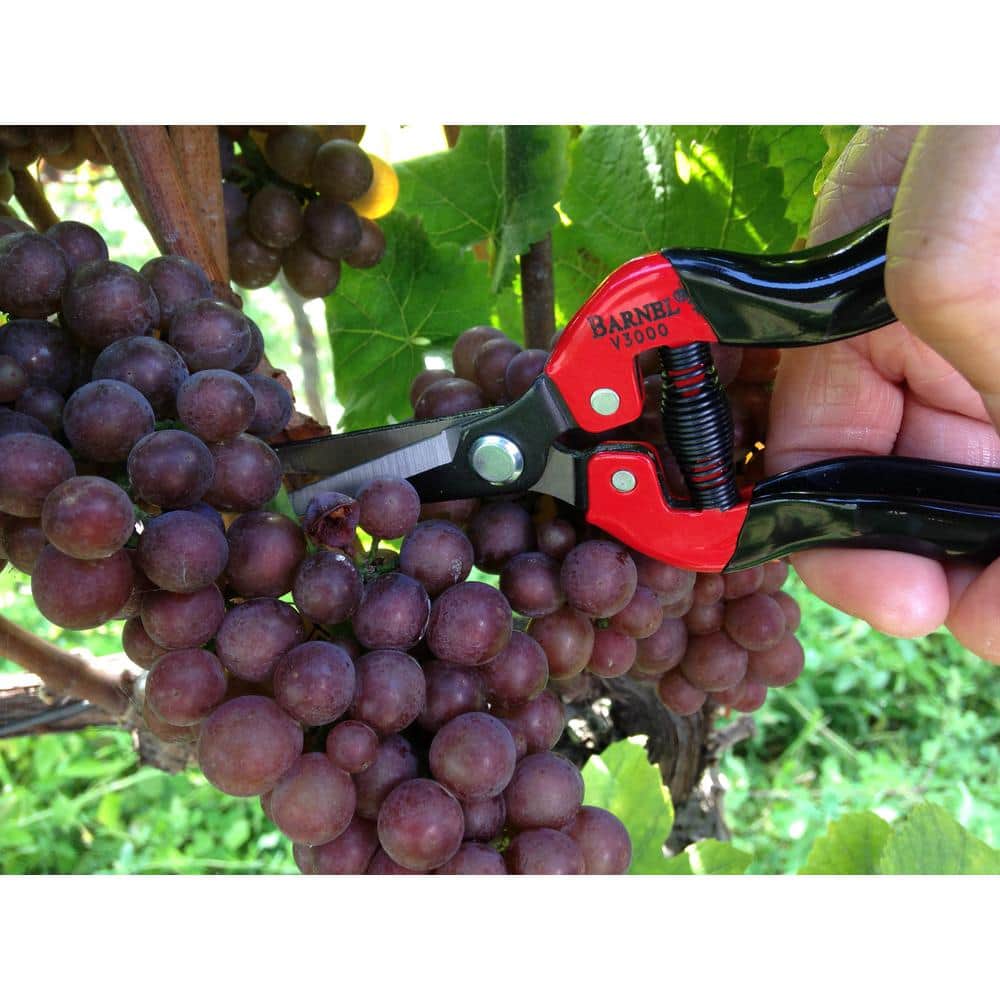 7-1/2 in. Classic Straight-Blade Needlenose Garden Pruning Shears - Hercitys