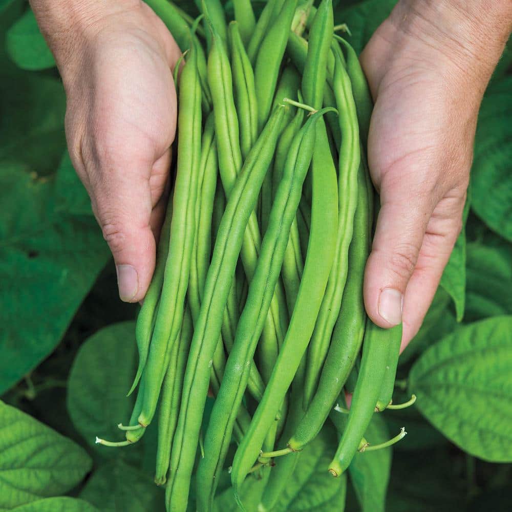 Bush Bean Provider (0.50 lb. Seed Packet) - Hercitys