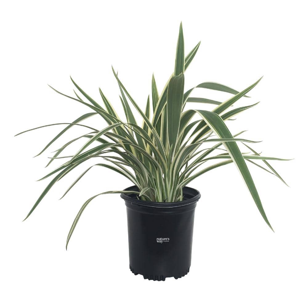 Dianella Live Outdoor Plant in Growers Pot Average Shipping Height 1-2 Ft. Tall - Hercitys