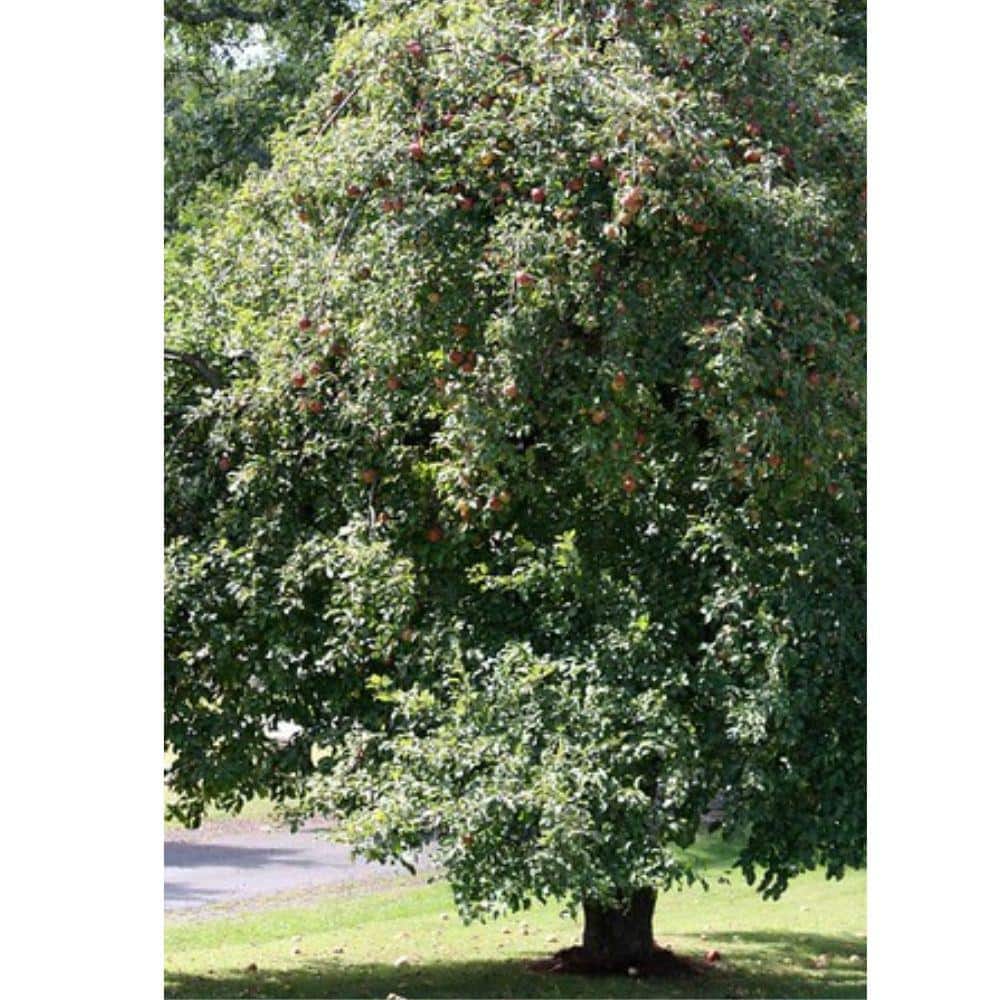7 Gal. Wolf River Apple Tree - Hercitys