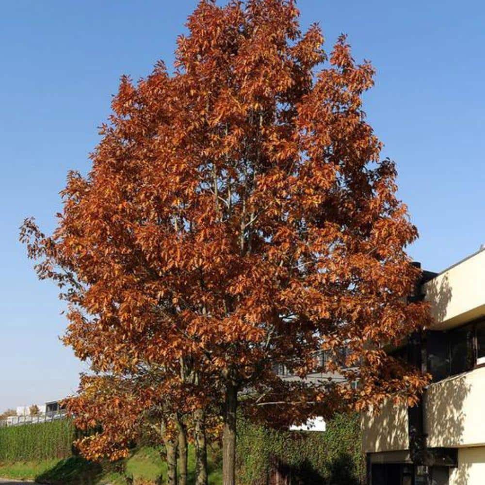7 Gal. Red Oak Shade Tree - Hercitys