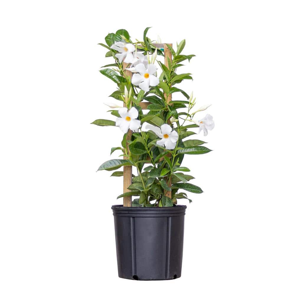 White Mandevilla Trellis Sun Parasol Live Outdoor Vining Plant in 9.25 inch Grower Pot - Hercitys