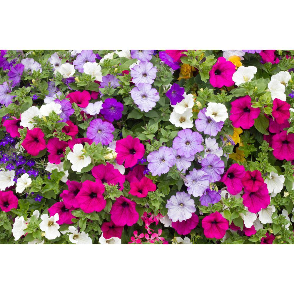 Bag O’Blooms Saddle Bag Petunias, DIY Seed Kit (1-Packet), Assorted Flowers - Hercitys