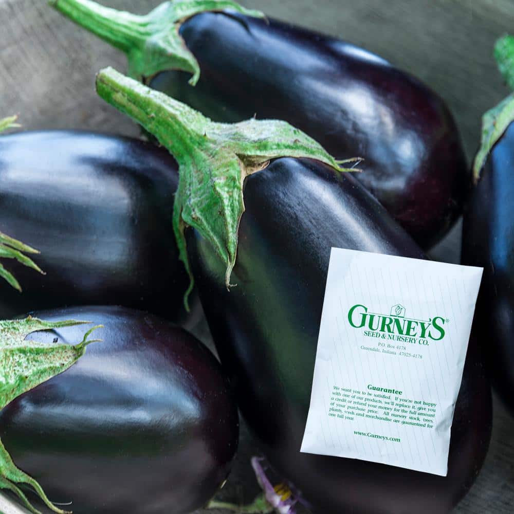 Eggplant Midnight Queen Hybrid (30 Seed Packet) - Hercitys