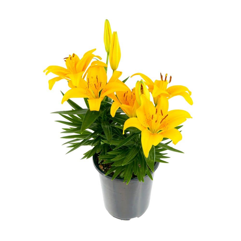 Perennial Asiatic Lily Yellow 2.5 Qt. - Hercitys