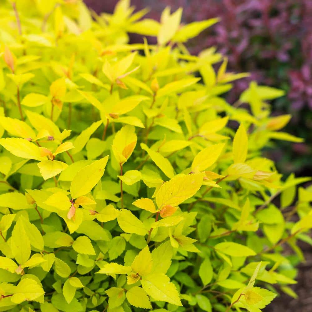 Goldmound Pink Flowering Spirea Deciduous Shrub (1-Pack) - Hercitys