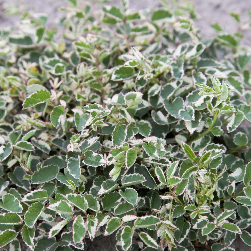 Bareroot Sanguisorba Little Angel Variegated Burnet Perennial Plant with Red Flowers (3-Pack) - Hercitys