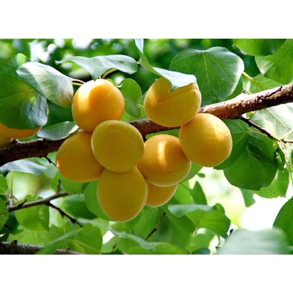 Dwarf Puget Gold Apricot Tree – Easiest Growing Apricot Tree (Bare-Root, 3 ft. to 4 ft. Tall, 2-Years Old) - Hercitys