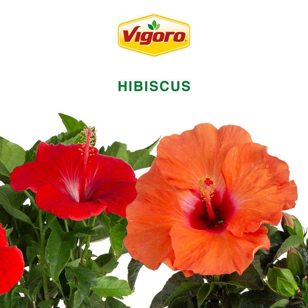 Grower’s Choice Premium Hibiscus Flowering Outdoor Bush Plant in 10 in. Grower Pot, Avg Shipping Height 2-3 ft. Tall - Hercitys