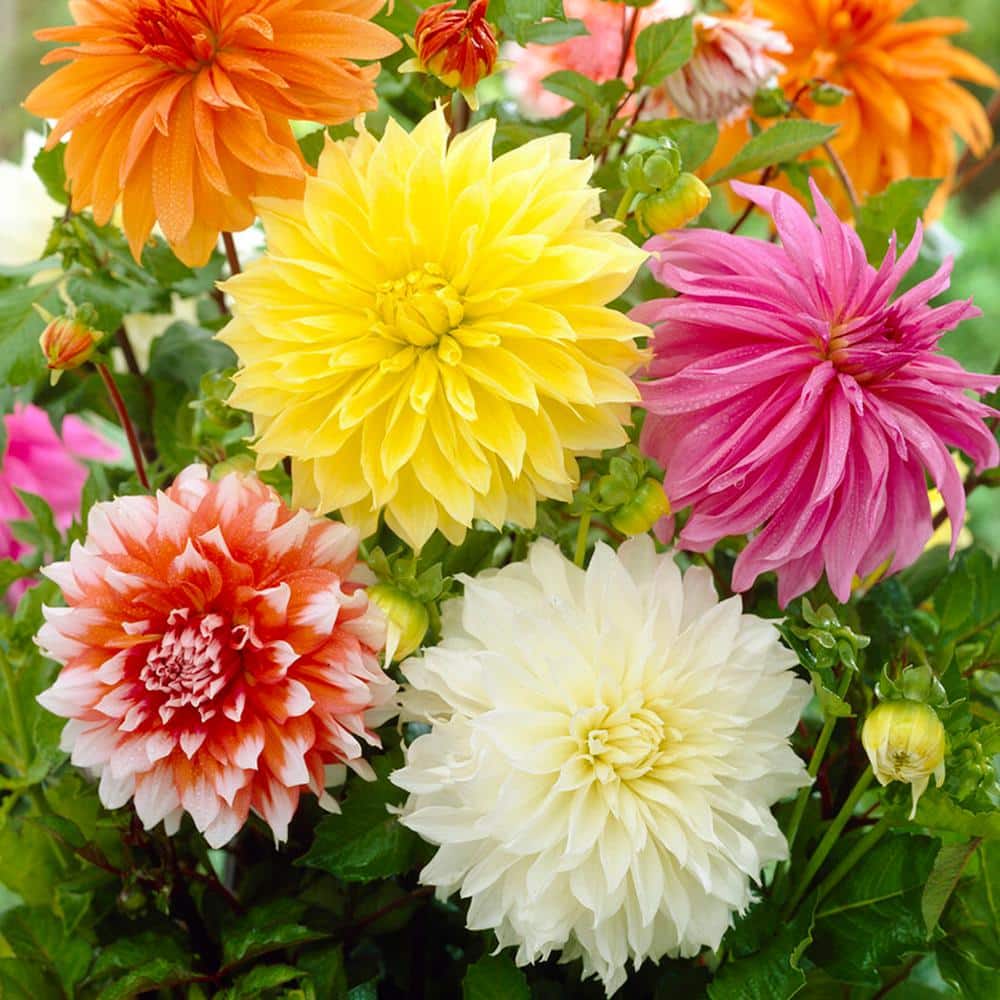 Dahlia Dinnerplate Mixed Live Flower Tubers (Bag of 4) - Hercitys
