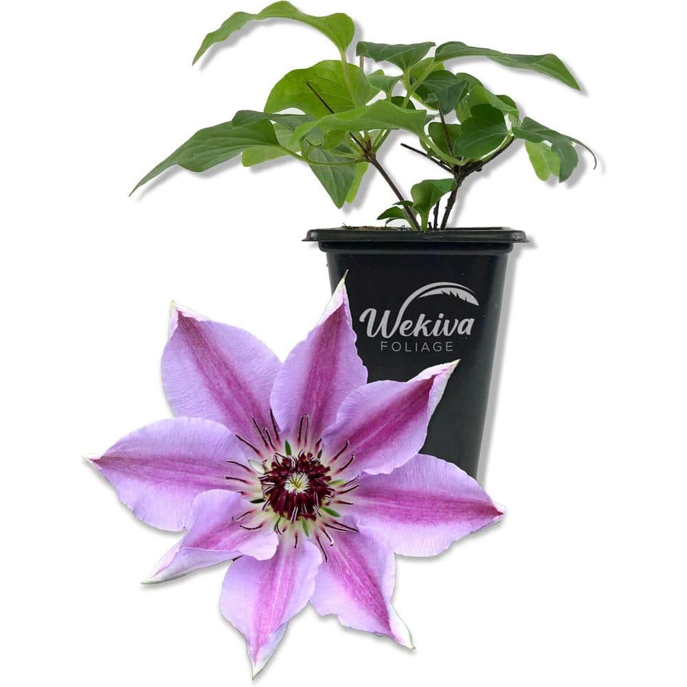 Clematis Nelly Moser-Live Starter Plant in a 2 Inch Growers Pot-Starter Plants Ready for The Garden - Hercitys