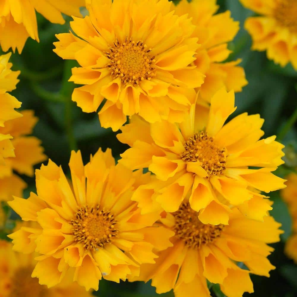 Yellow Coreopsis Jethro Tull (Tickseed) Blooming Outdoor Garden Annual Plant in 2.5 qt. Grower Pot - Hercitys